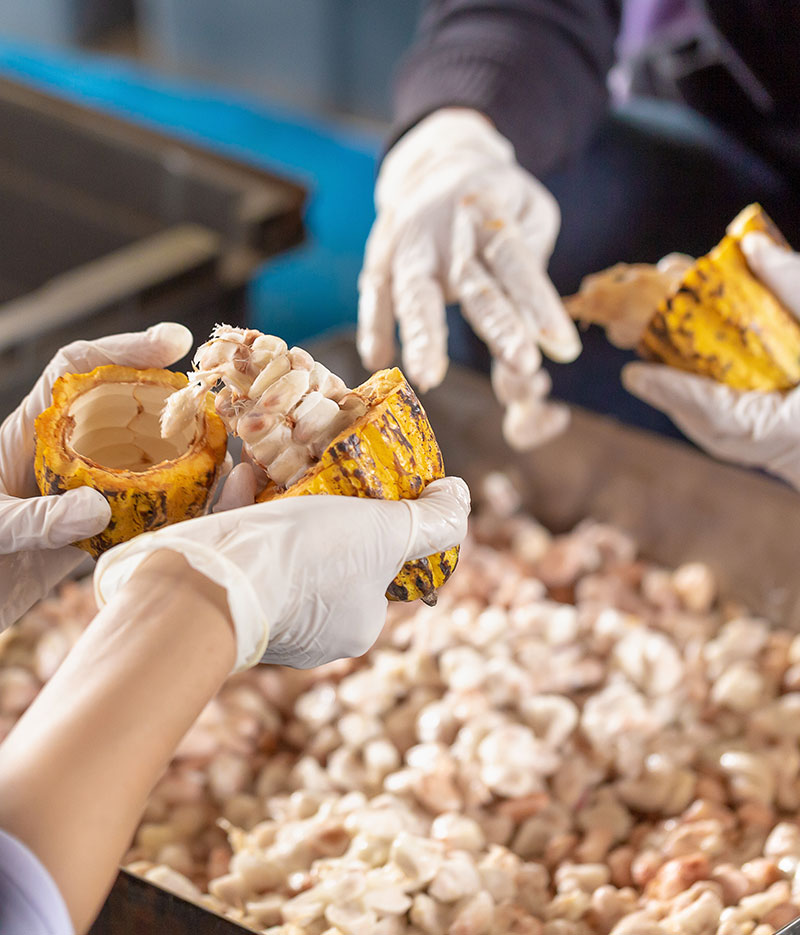 Cosechando cacao